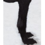 Tomasz Tatarczyk (1947 Katowice - 2010 Varsovie), Chien - diptyque