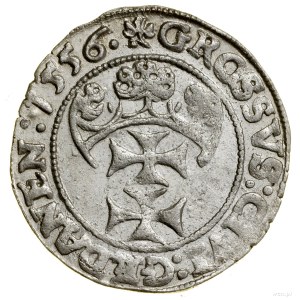 Grosz, 1556, Gdańsk; odmiana z małym popiersiem króla, ...