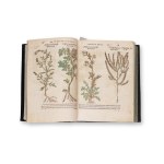 BOCK, Hieronymus (1498-1554): De stirpivm, maxime, earvm