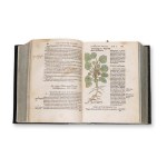 BOCK, Hieronymus (1498-1554): De stirpivm, maxime, earvm