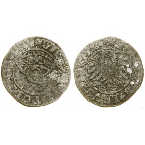 Polska, szeląg, 1530, Toruń