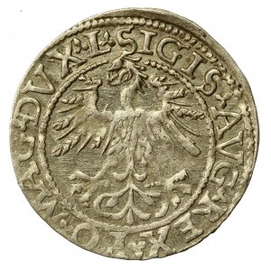 Zikmund II August, půlgroš 1562, Vilnius - 17 Pogon, L/LITVA (733)