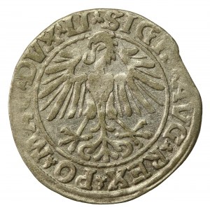 Sigismond II Auguste, demi-penny 1548, Vilnius - LI/LITVA (764)