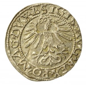 Zygmunt II August, Półgrosz 1562 Wilno, LI/LITV (664)