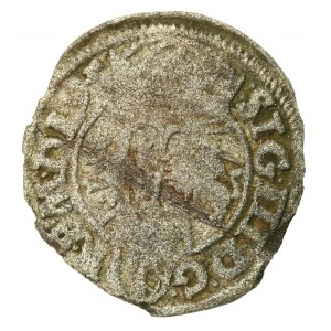 Zikmund III Vasa, poznaňský šlechtic 1595 IF - RAID (688)