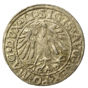 Zygmunt II August, Półgrosz 1547, Wilno - LI/LITVA (537)