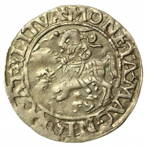 Zygmunt II August, Półgrosz 1559, Wilno - L/LITVA (546)