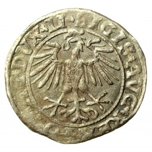 Zikmund II August, půlgroš 1550, Vilnius, LI / LITVA (548)