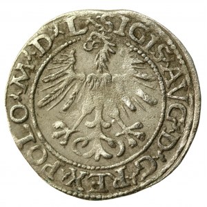 Zygmunt II August, Półgrosz 1564, Wilno - L/LITVA (558)
