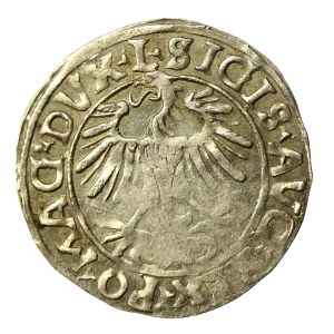 Sigismondo II Augusto, mezzo penny 1556 Vilnius, L/LITVA (565)