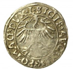 Sigismund II Augustus, Half-penny 1556 Vilnius, L/LITVA (565)