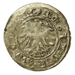 Aleksander Jagiellończyk, półgrosz, Wilno - gotyk. Rzadka odmiana (832)