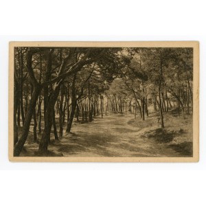 Great Village - forest above the beach (805)