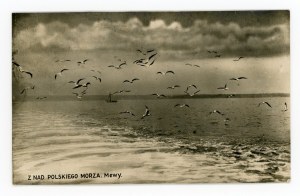 Mer Baltique - mouettes (815)