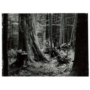 Grupa Stodoła 60, Paweł Pierściński - fotografia ,,Puszcza Jodłowa (967)