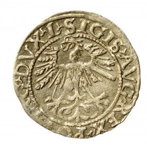 Sigismund II Augustus, Half-grosz 1562, Vilnius - 17 Pogon, L/LITV (504)