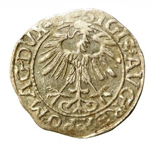 Sigismund II Augustus, Half-penny 1557, Vilnius. LI/LITVA (508)
