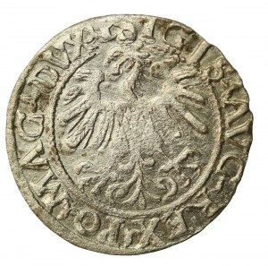 Zygmunt II August, Półgrosz 1557, Wilno (512)