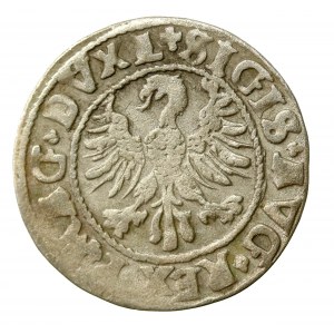 Sigismund II Augustus, Half-penny 1546, Vilnius - older Eagle type (531)