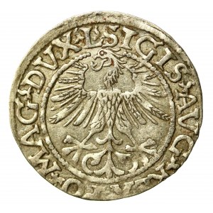 Sigismund II Augustus, Half-penny 1561, Vilnius - LI/LITVA (533)