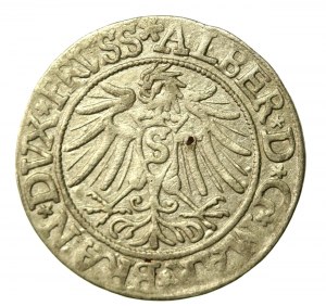 Knížecí Prusko, Albrecht Hohenzollern, Penny 1537, Königsberg - PRVSS. Vzácný ročník (856)