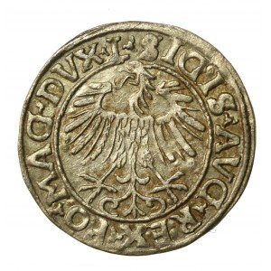 Sigismondo II Augusto, mezzo penny 1557, Vilnius. LI/LITVA (859)