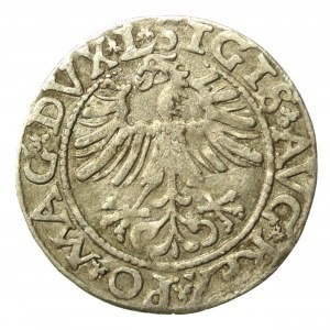 Zygmunt II August, Półgrosz 1562, Wilno - 17 Pogoń, L/LITVA (862)