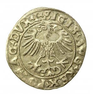 Sigismund II Augustus, Half-penny 1556 Vilnius, L/LITVA (863)