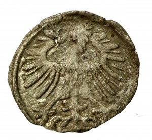 Zygmunt II August, Denar 1556, Wilno (890)
