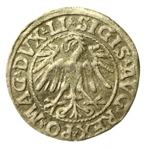 Sigismund II Augustus, Half-penny Vilnius 1546 - LI/LITV (1008)