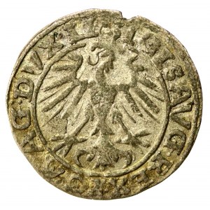 Zygmunt II August, Półgrosz 1557, Wilno, Behm - rzadki (1009)