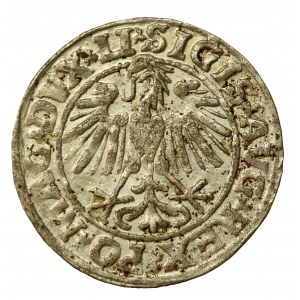 Sigismund II Augustus, Half-penny 1547, Vilnius - LI/LITVA (440)