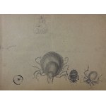 Franciszek STAROWIEYSKI (1930 - Warsaw), Teka 10 drawings