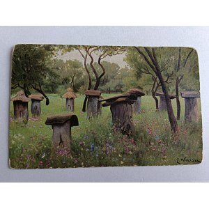 CARTOLINA POLACCA PITTURA WRZESZCZ, APIARIO, ARNIE, APE, API, MIELE, CERA, ANTEGUERRA