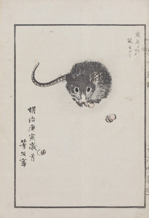 Kikuchi Hobun (1862-1918), Szczurek, Kioto, 1890 r.