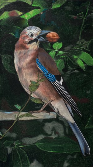Hanna Lew Kiedrowska, Sójka, 2020