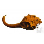 Playing Pumpkin - Dried Vegetable Rattle.