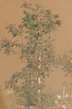 Władysław Malecki (1836 Masłów - 1900 Szydłowiec), Studium kwiatów ogrodowych, 1886