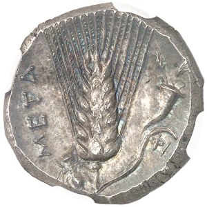 Lucanie, Métaponte. Didrachme ND (c.290-280 av. J.-C.), Métaponte.