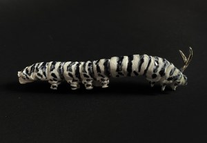 Lena Achtelik, Papilio machaon