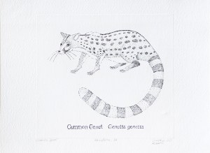 Stanisław Kamiński, Common Genet