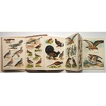 MAŁY ATLAS PTAKÓW KRAJOWYCH. Zeszyt II. 60 rysynków kolorowych na 12 tablicach z tekstem objaśniającym...