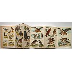 MAŁY ATLAS PTAKÓW KRAJOWYCH. Zeszyt II. 60 rysynków kolorowych na 12 tablicach z tekstem objaśniającym...