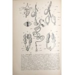 Nusbaum-Hilarowicz J., ZOOTOMIA PRAKTYCZNA, 1908 [z licznemi rycinami w tekśie]