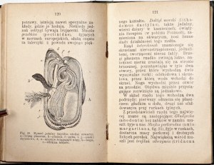 Wierzejski R., THE WORLD OF INCREDIBLE ANIMALS, part 1-2, 1902