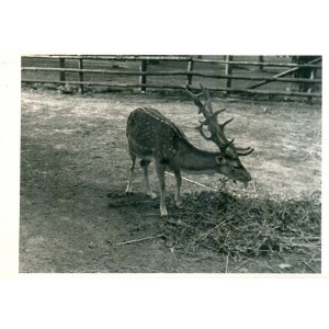 Franciszek Ponimasz, Zestaw 5 fotografii