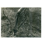 Franciszek Ponimasz, Zestaw 5 fotografii