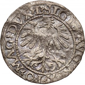 Zygmunt II August, półgrosz 1560, Pogoń, Wilno