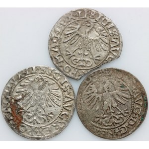 Zygmunt II August, zestaw półgroszy z lat 1556-1562, (3 sztuki)