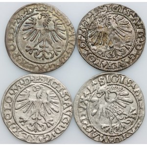 Zygmunt II August, zestaw półgroszy z lat 1559-1564, (4 sztuki)